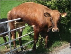 On the fence