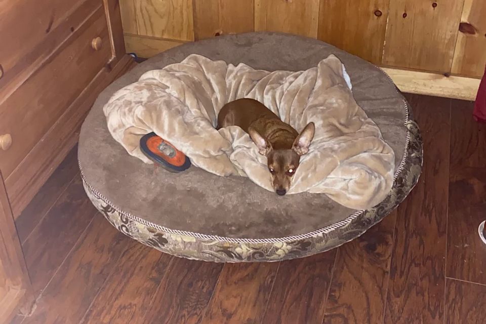 Unplug for nature dogs and kids family dog cabin private 5 acres northern california (5)