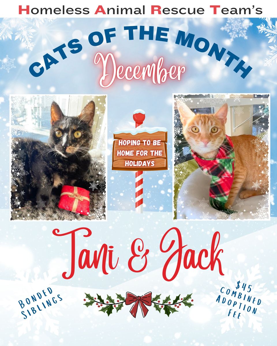 December cat of the month 2025 jack   tani (instagram post (45)) (1)