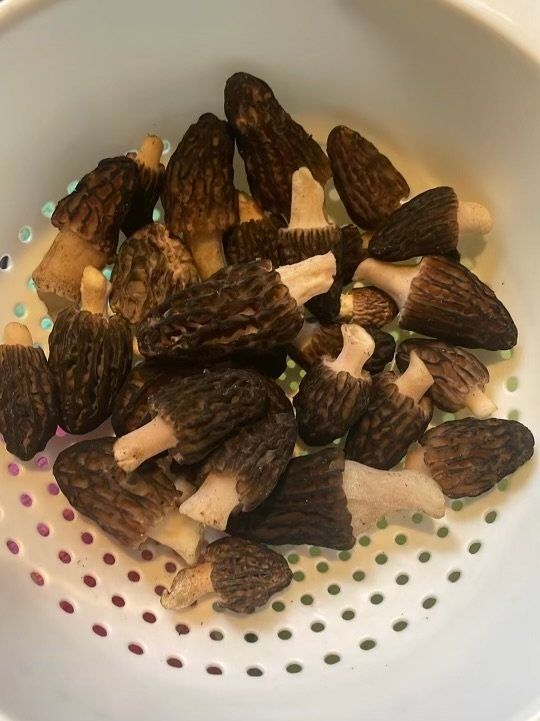 Morel mushrooms in a collander 
