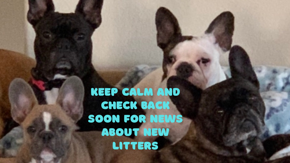 Brown labrador puppy facebook cover 20231103 190351 0000