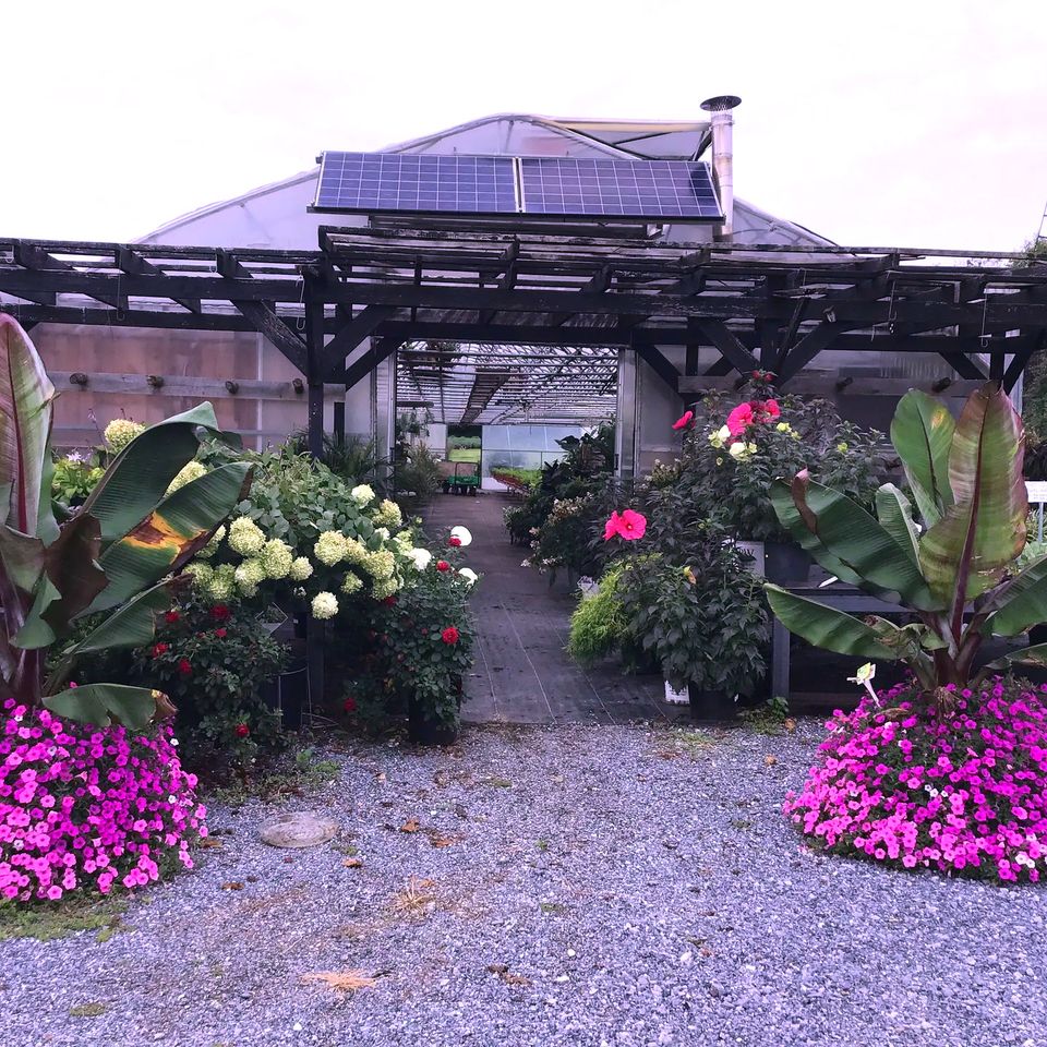 Maytown Gardens Nursery Greenhouse Marietta, PA