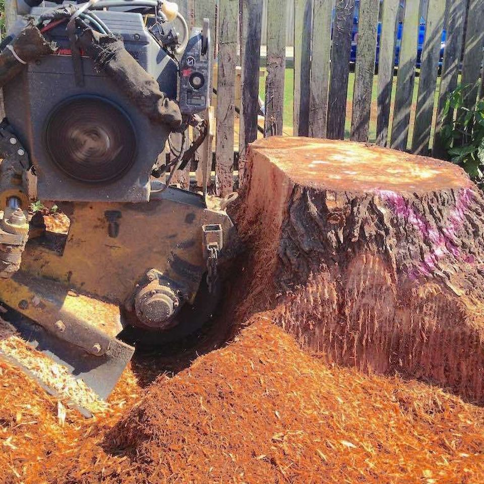 Silky oak tree stump started grinding