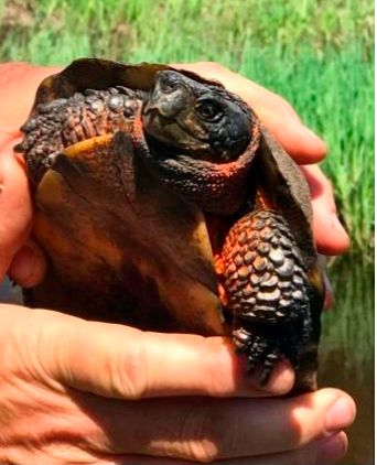 Woodturtle