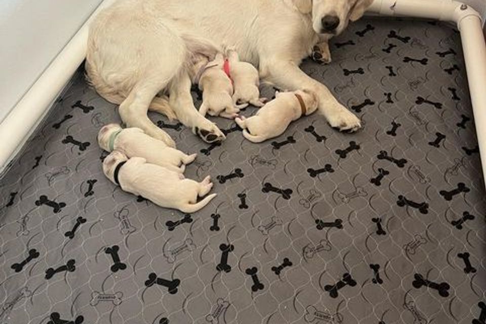 Pup7