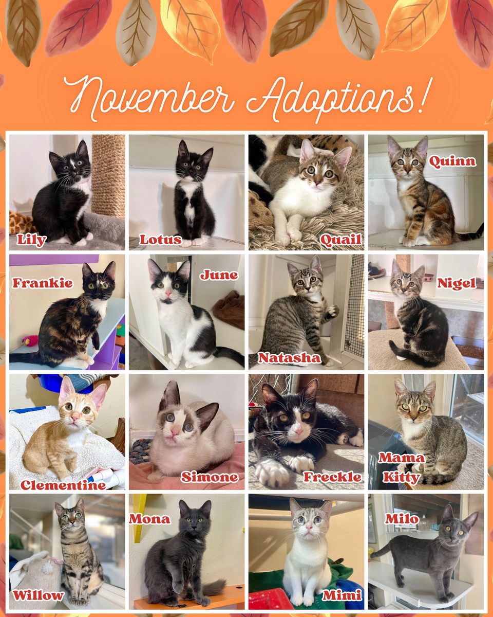 November adoptions 2025