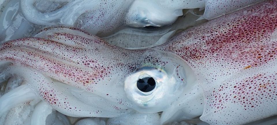 Squids 2