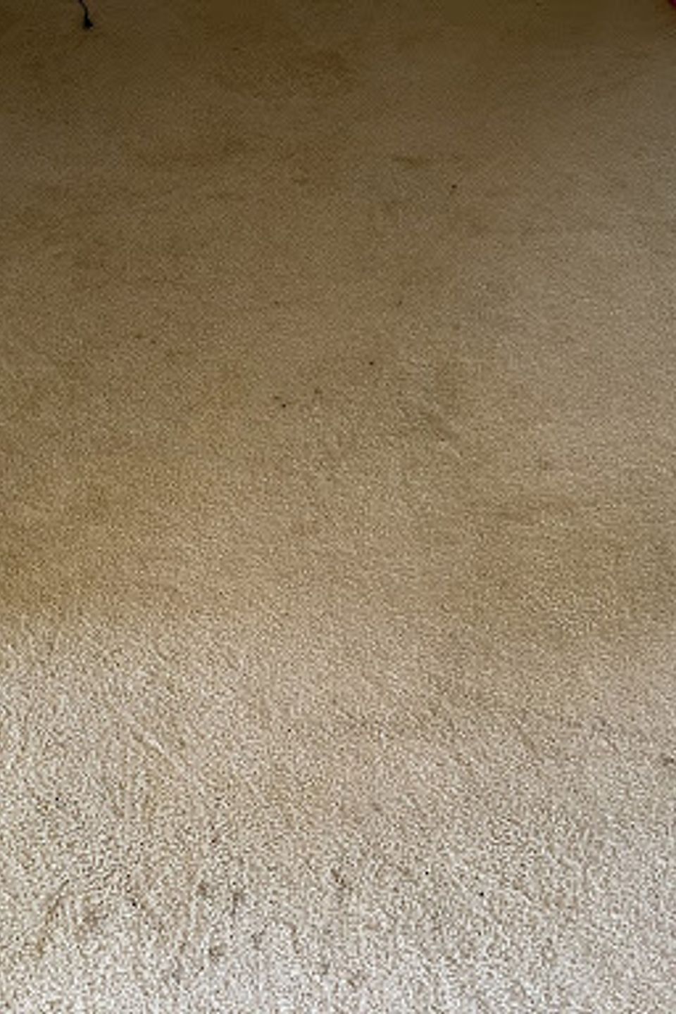 Carpet15