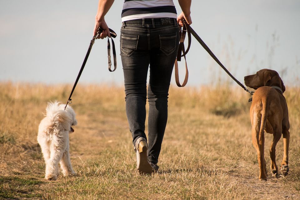 Dog walker