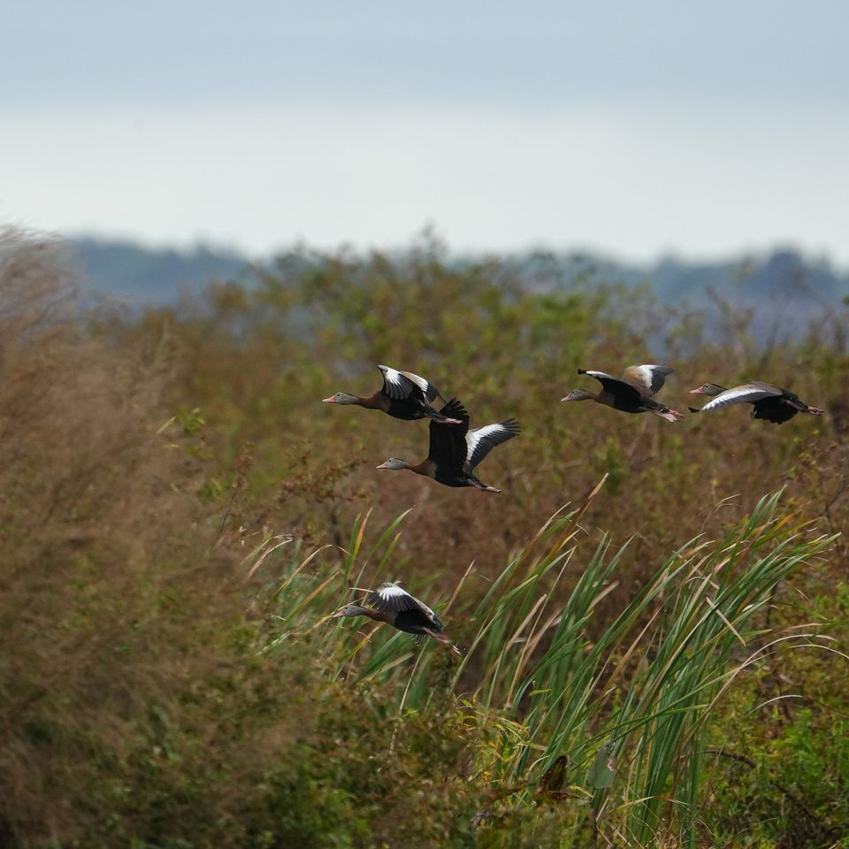 Ducks flying   website