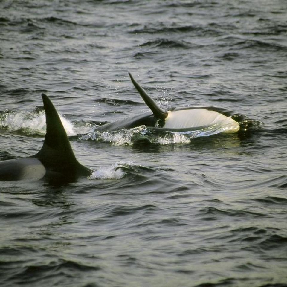 Chuckgraham orcas img08620121203 1864 kksoqq 0