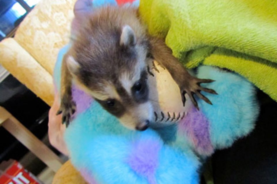 Raccoon Wild Kritters of Niagara County NY