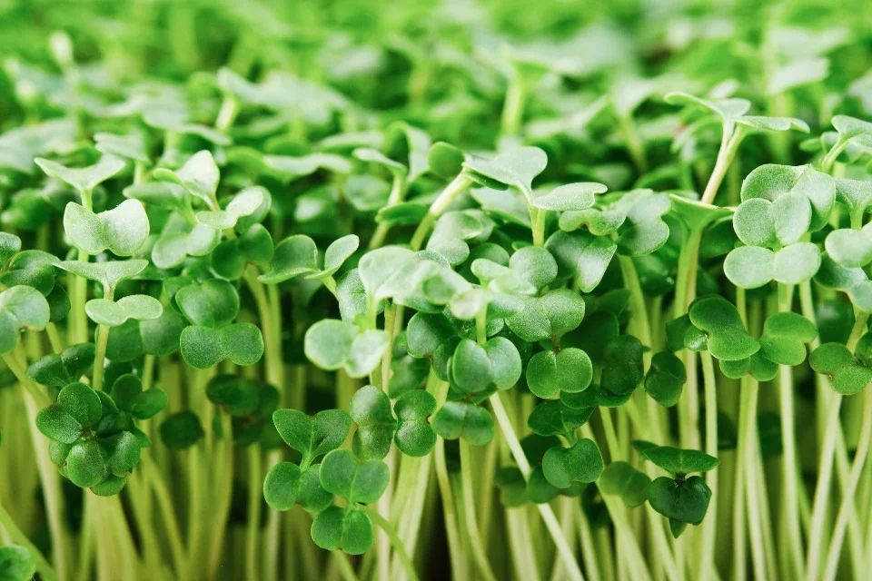 Easiest microgreens to grow 5 