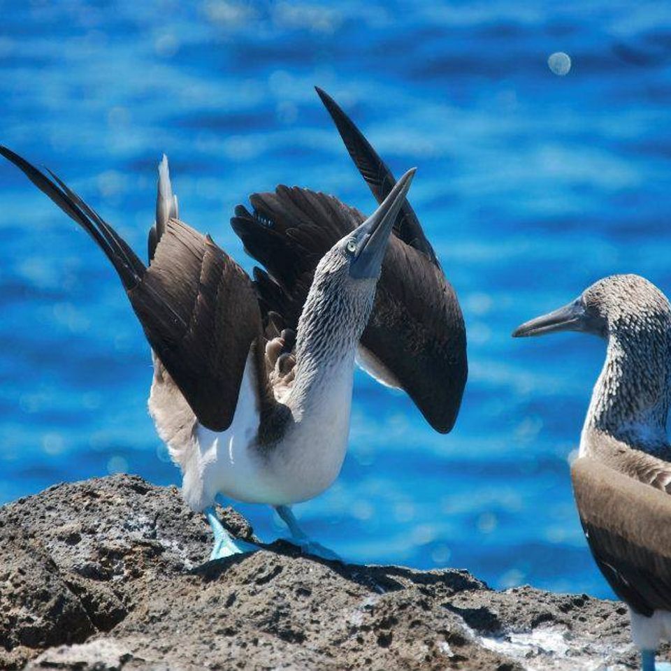Birds20161130 15559 adhu9v
