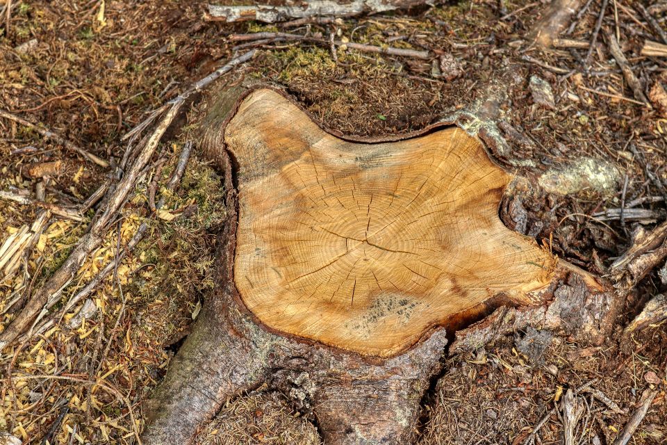 Tree stump gf41f187ed 1920