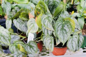 Brandtianiumphilodendron