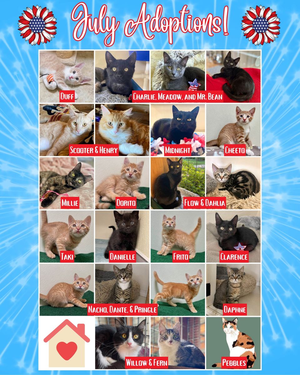 July adoption collage 2024 (2)