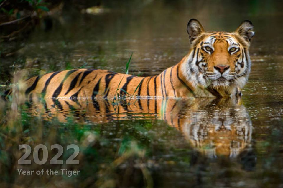 2022 year of tiger   cover