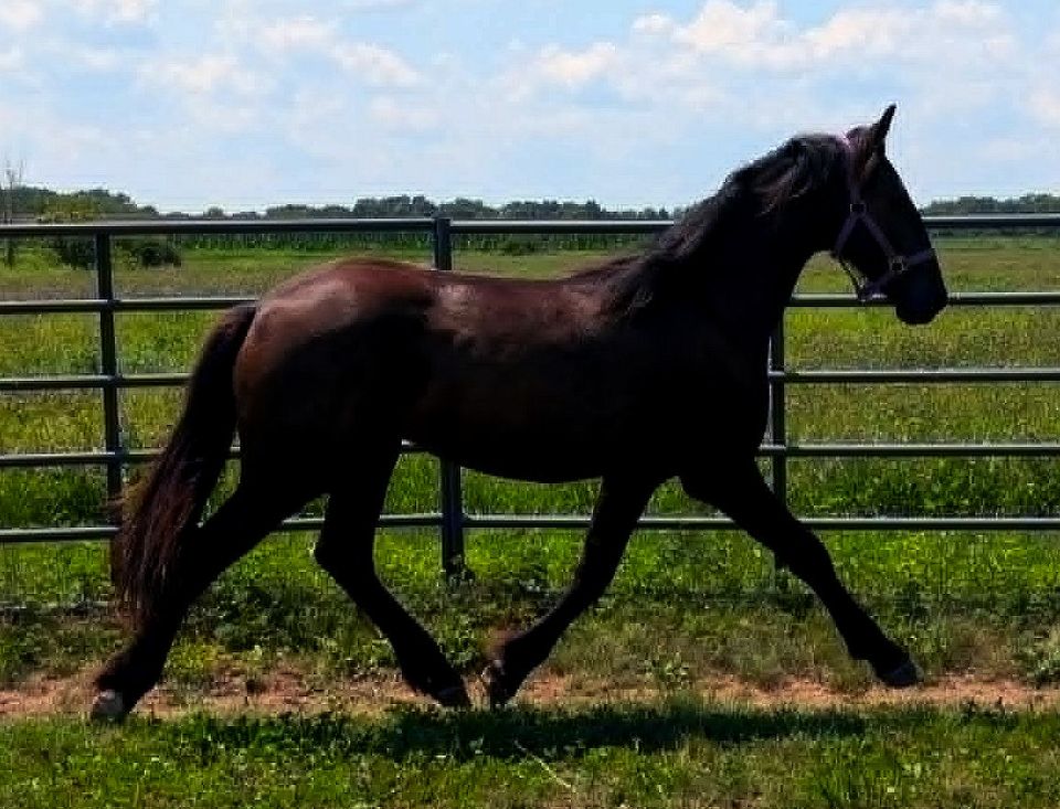 A1