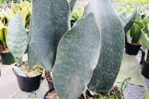 Whalefinsansevieria