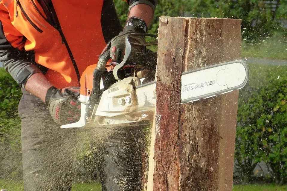 Tree removal professional