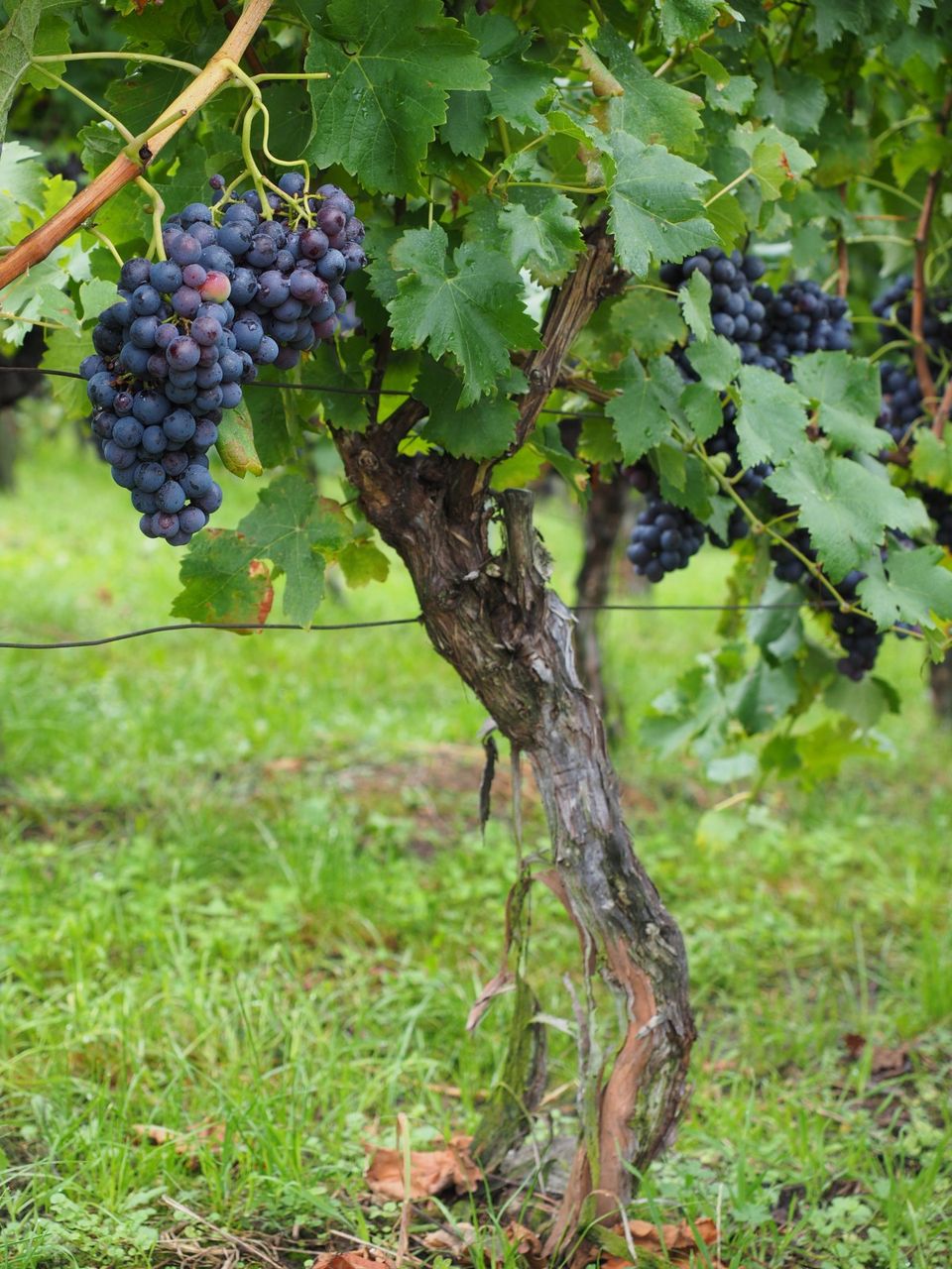 Wine berries grapes berries blue pods vines vitis fruits 891449