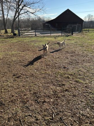 2 dogs w sticks
