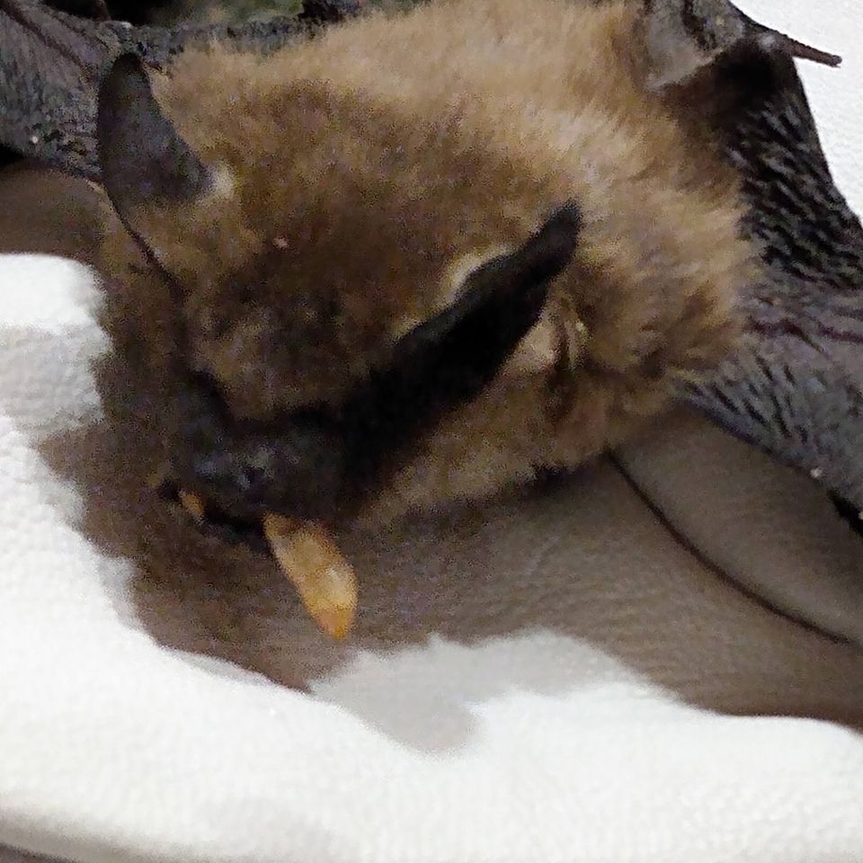 Bat Wild Kritters of Niagara County NY