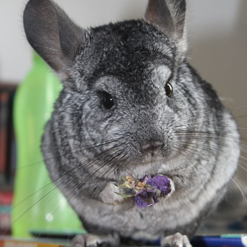 Chinchilla gd6cd56e4a 1920