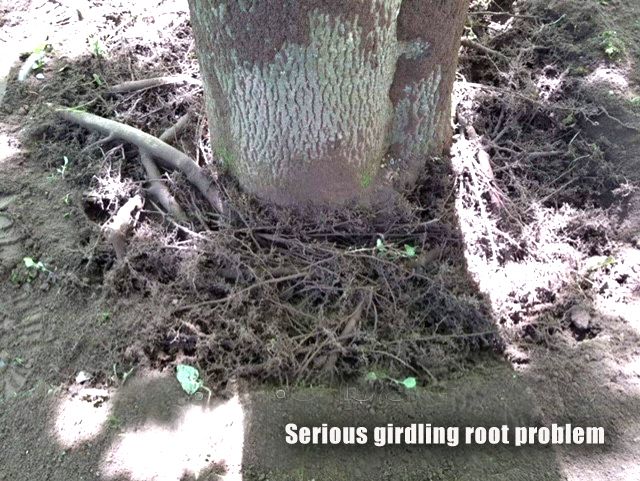 Root girdling  bad