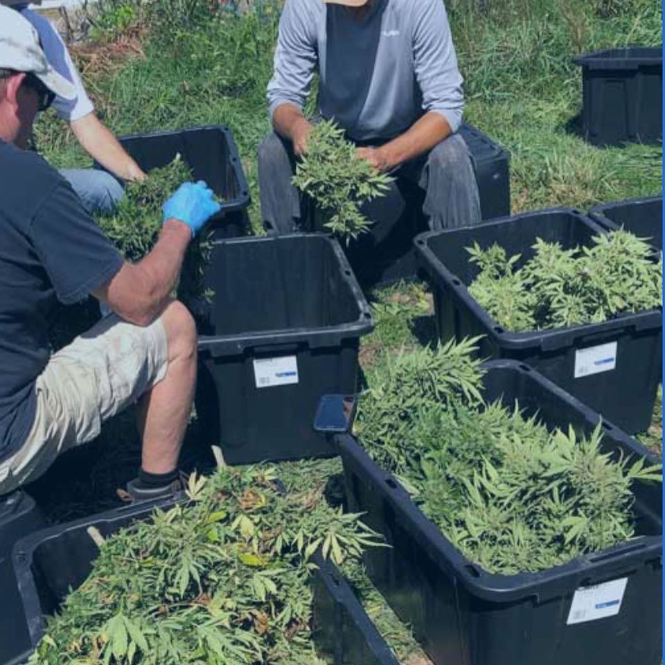 michigan grown hemp