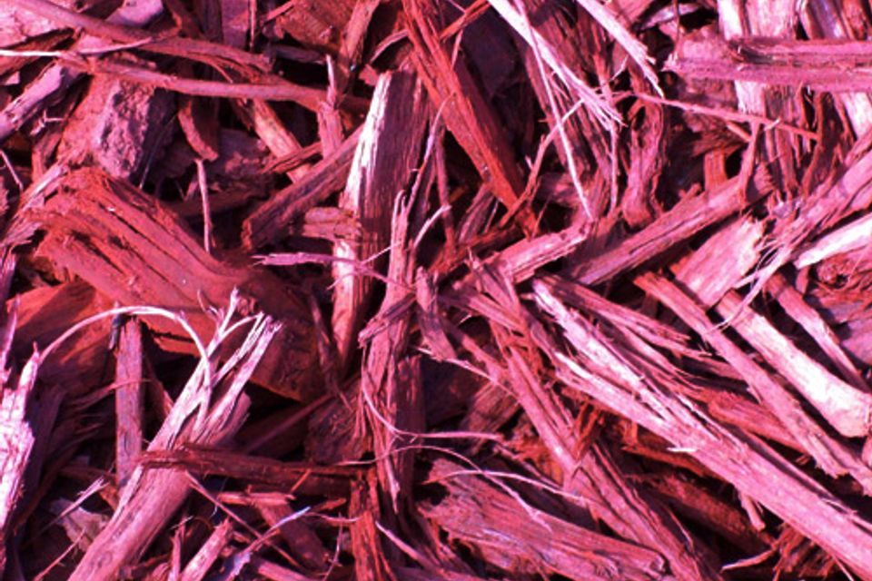 Red cypress