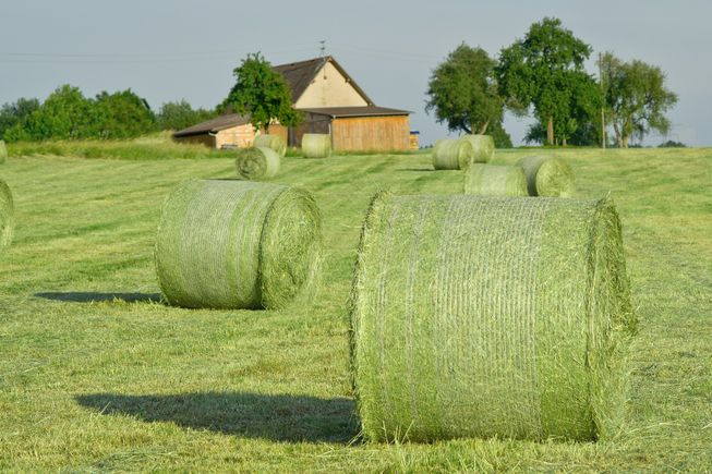 Hay bales forage grass seeds