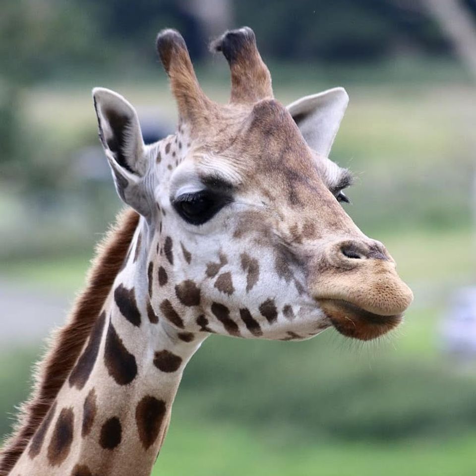 Https p0.pikist.comphotos335625giraffe giraffe head wildlife