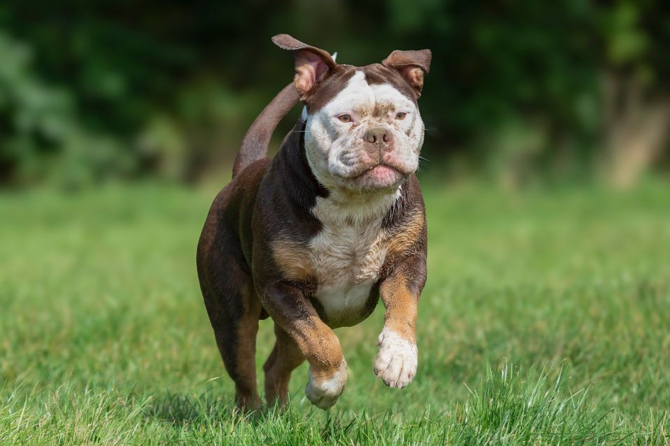 Energetic dog receiving some training to fix behavior issues