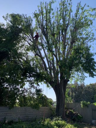 Jctreecare8