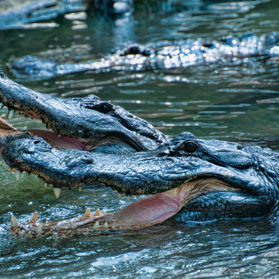 Alligator 3