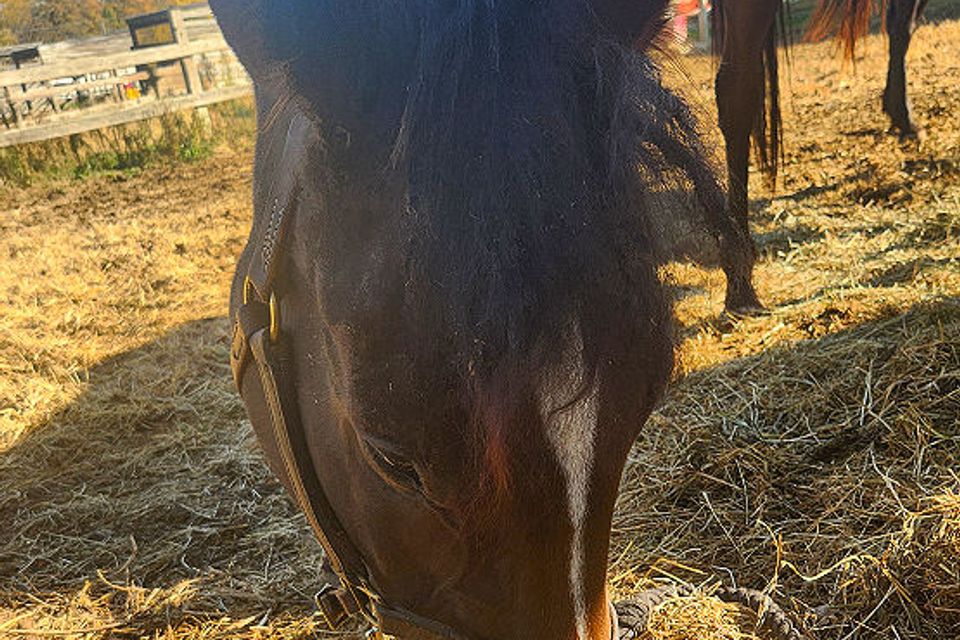 Curlin3