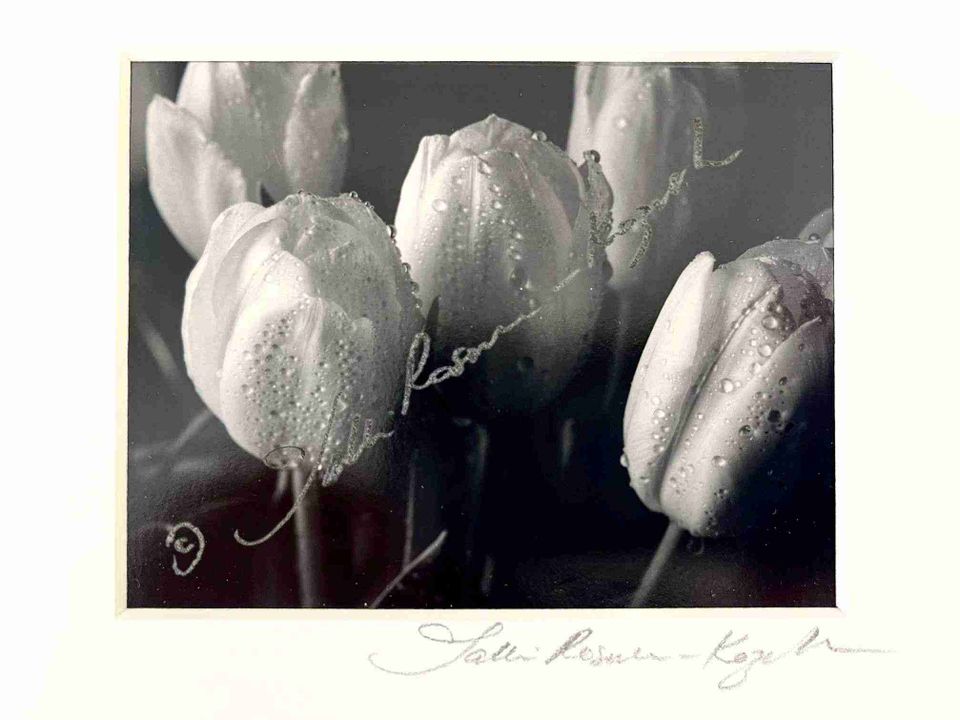 Tulip heads platinum