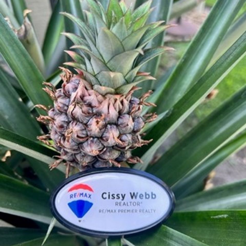 Cissy webb pinaple picture remax