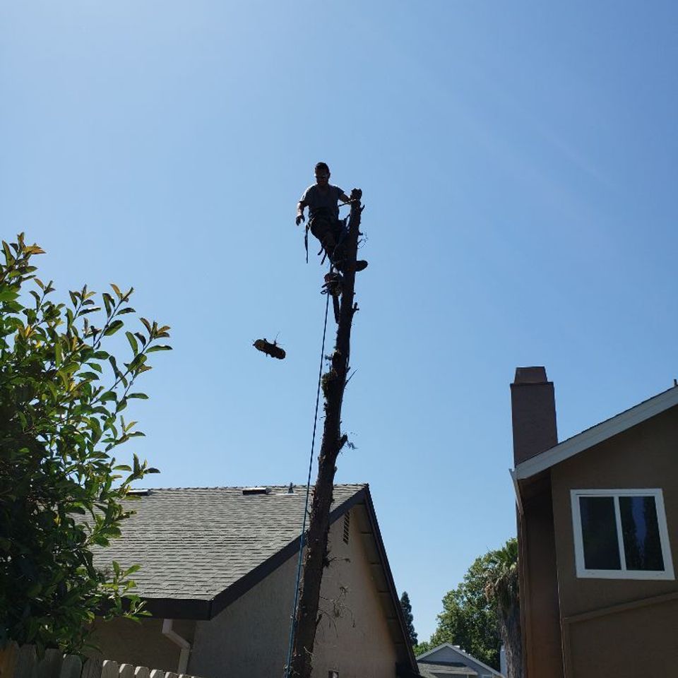 tree removal granite bay 