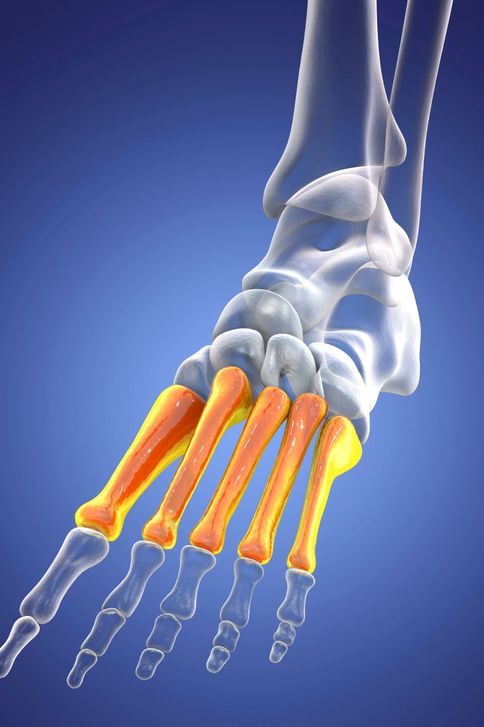 Metatarsal bones of the foot. Human foot anatomy. 3D illustration