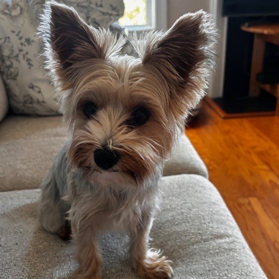 Small dog big ears