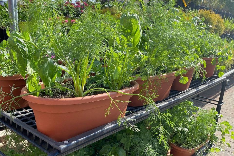 Herb pic