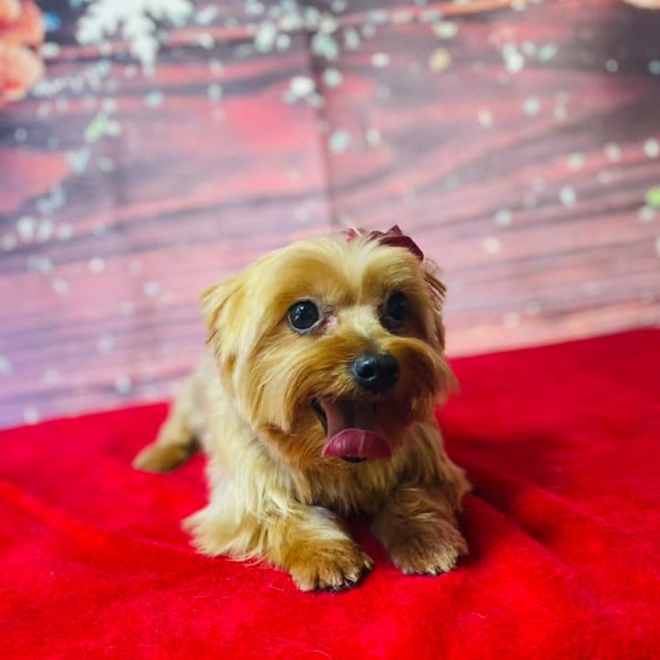 Tony pup with toungue hanging out takes christmas photo after grooming