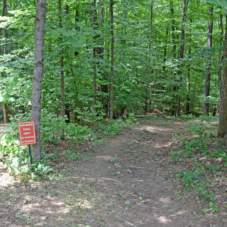 The forest at tims ford 39