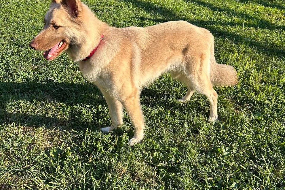 Tan dog2