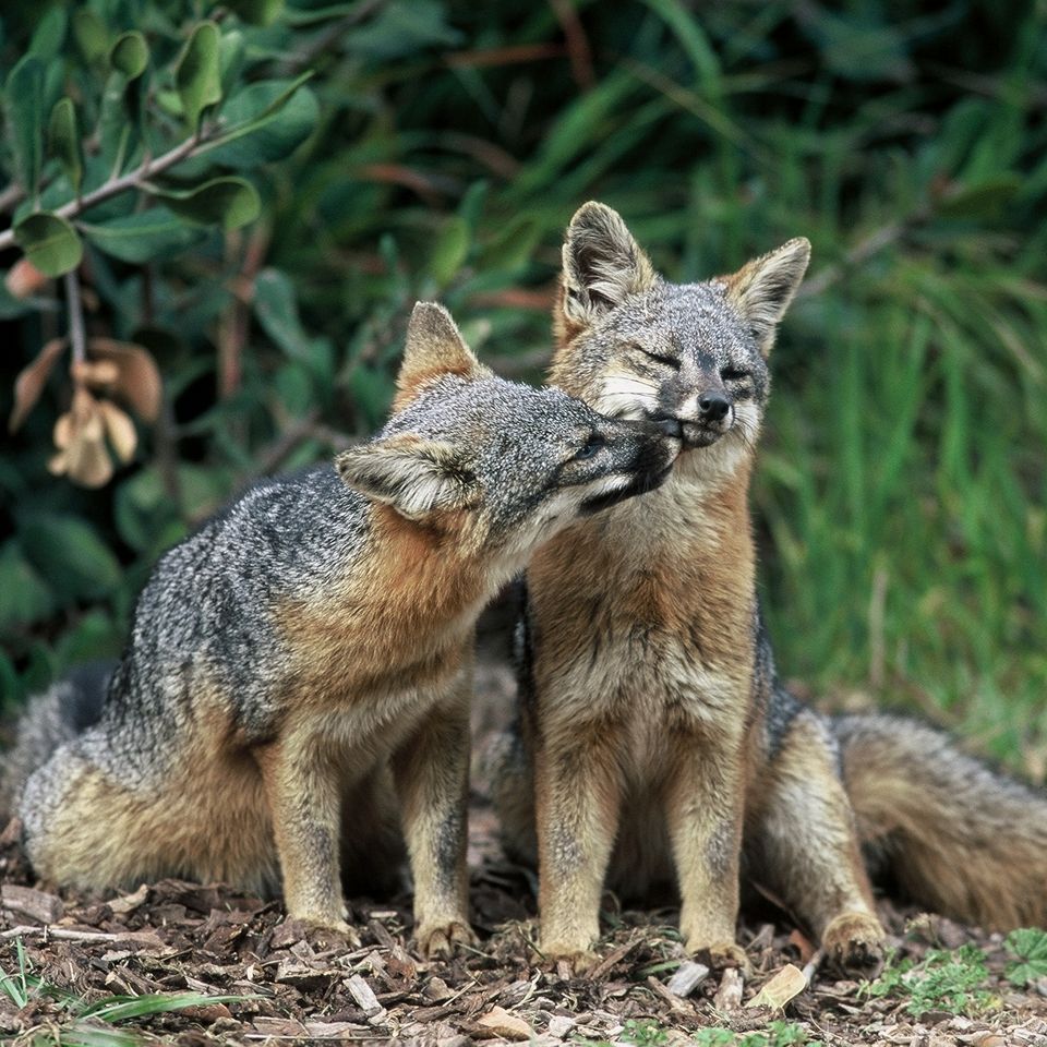 Chuckgraham islandfoxes img04120150915 30637 1gs43mb