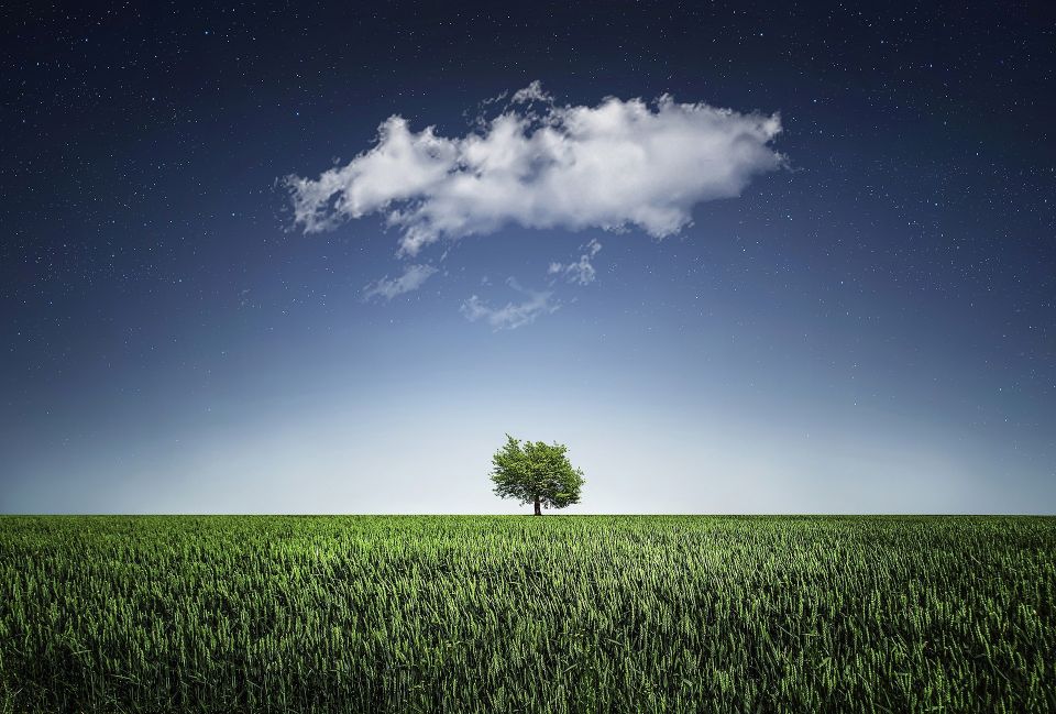 Tree ee36b70720 1920