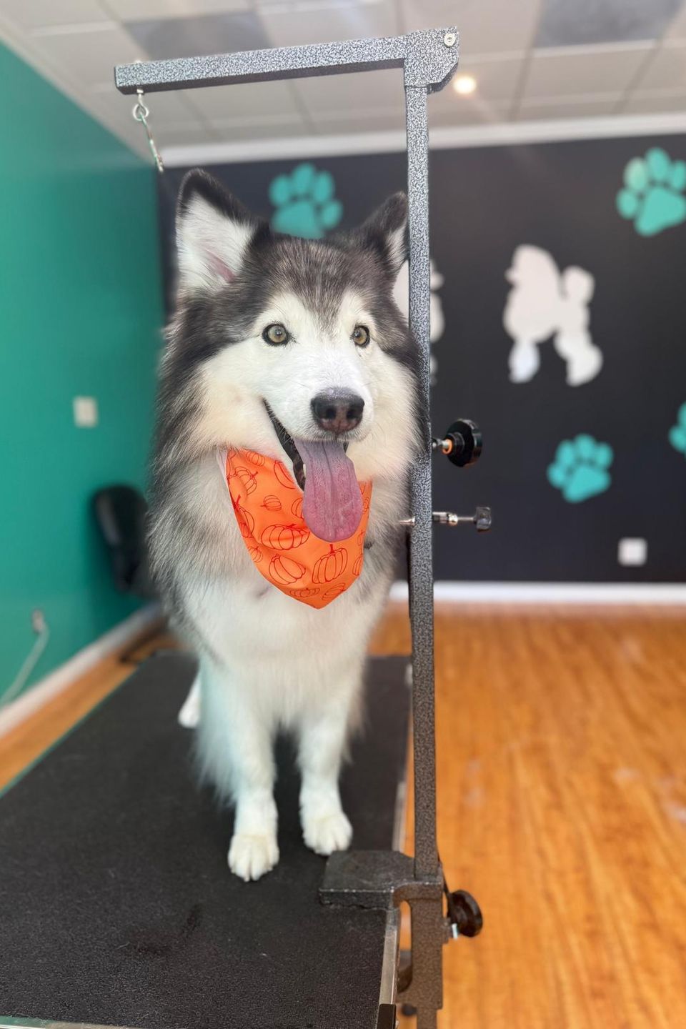 Woofsp9
